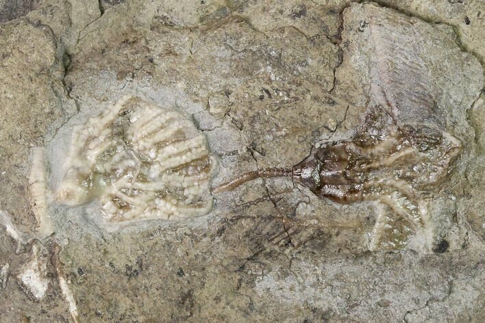 Two Fossil Crinoids (Aorocrinus & Dichocrinus) - Gilmore City, Iowa #148680